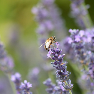 Bee landed on lavender garden plants
